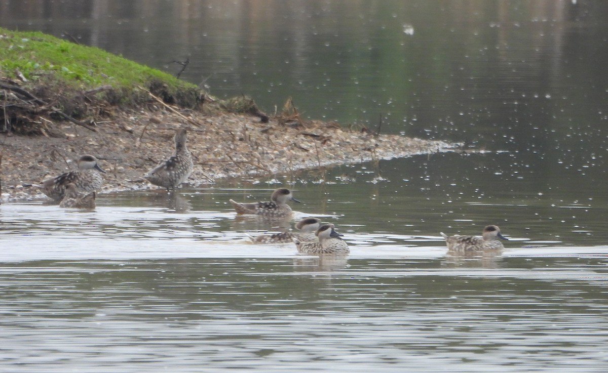 Marbled Duck - ML645829163