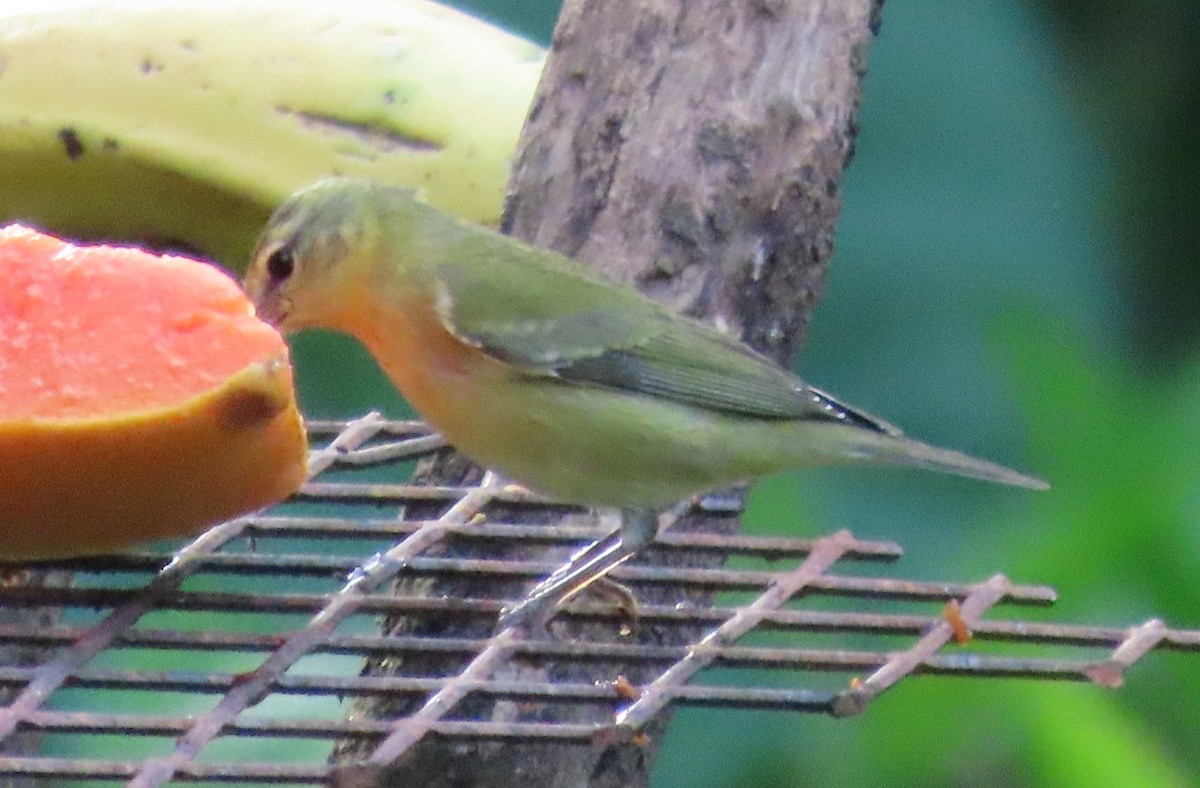 Tennessee Warbler - ML645829166