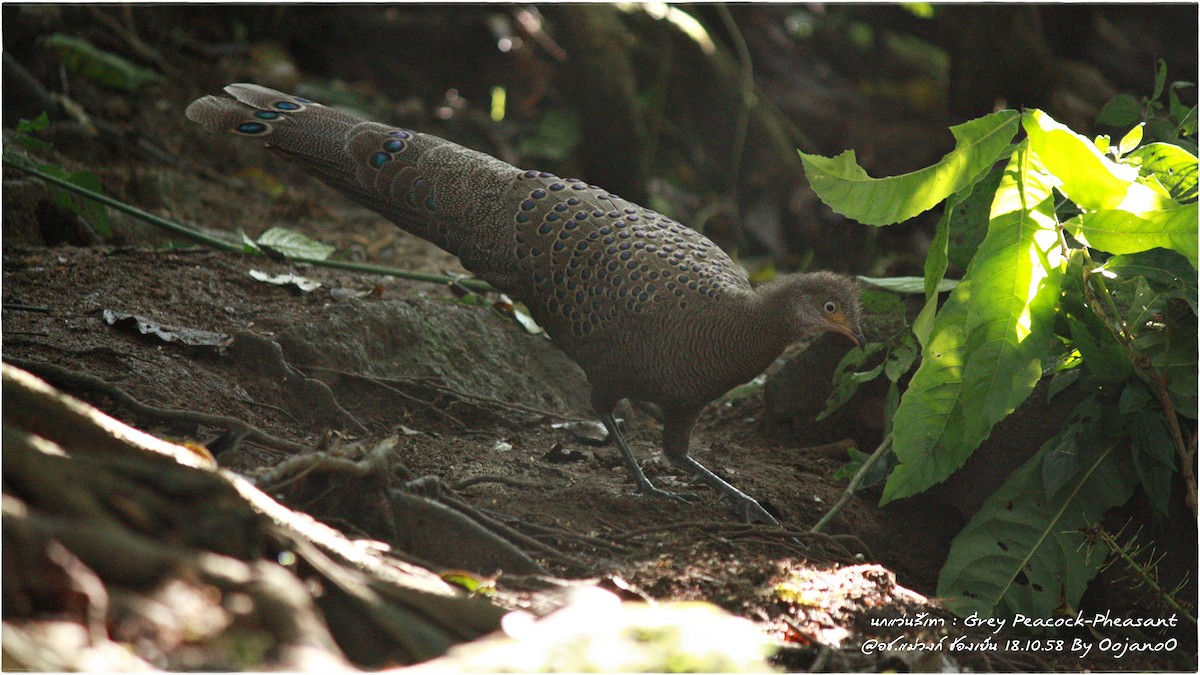 Indochina-Pfaufasan - ML645829171