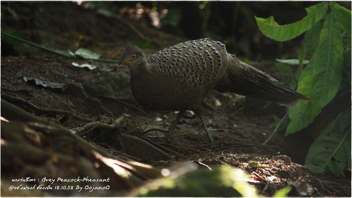 Indochina-Pfaufasan - ML645829172