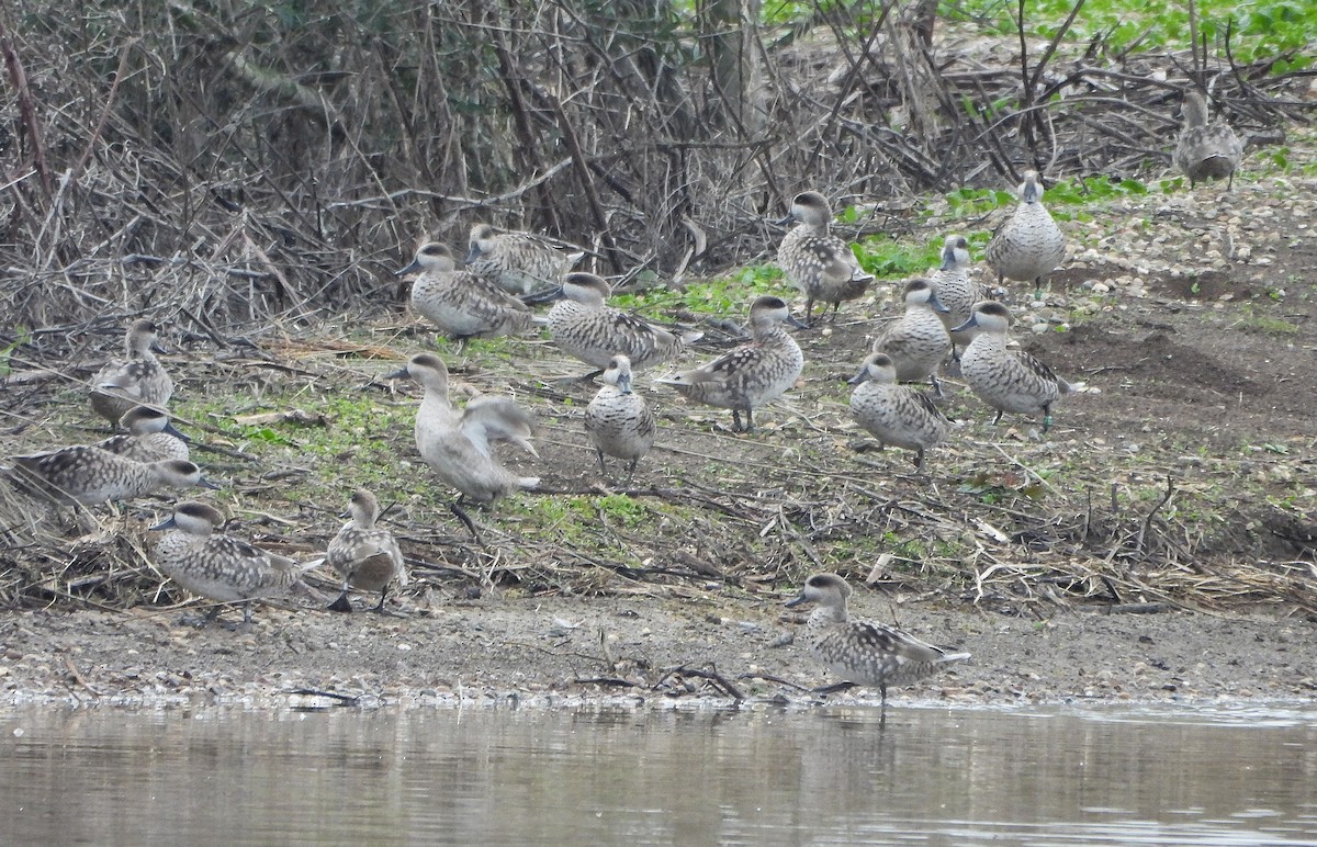 Marbled Duck - ML645829174