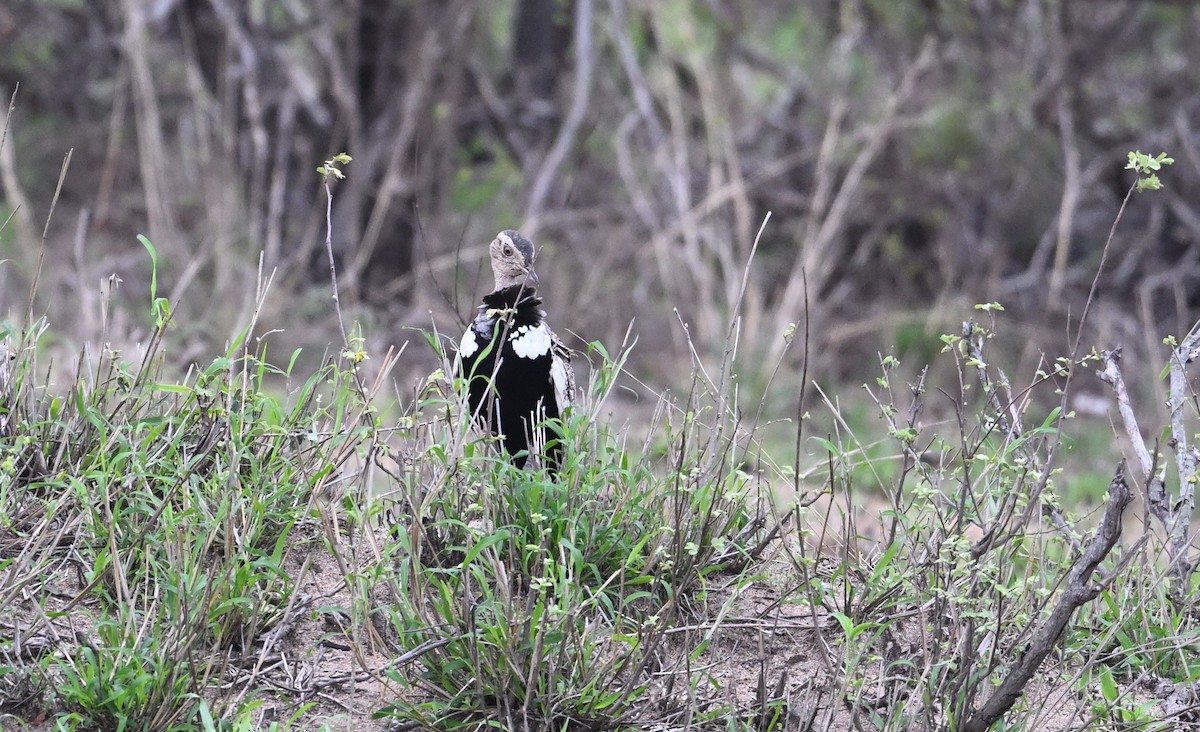 Red-crested Bustard - ML645829175