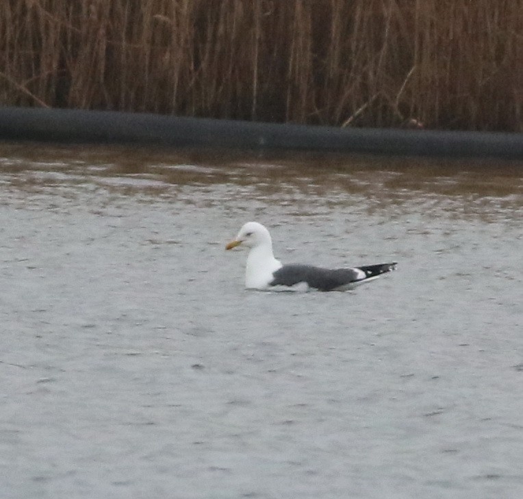 Zafferano - ML645829176