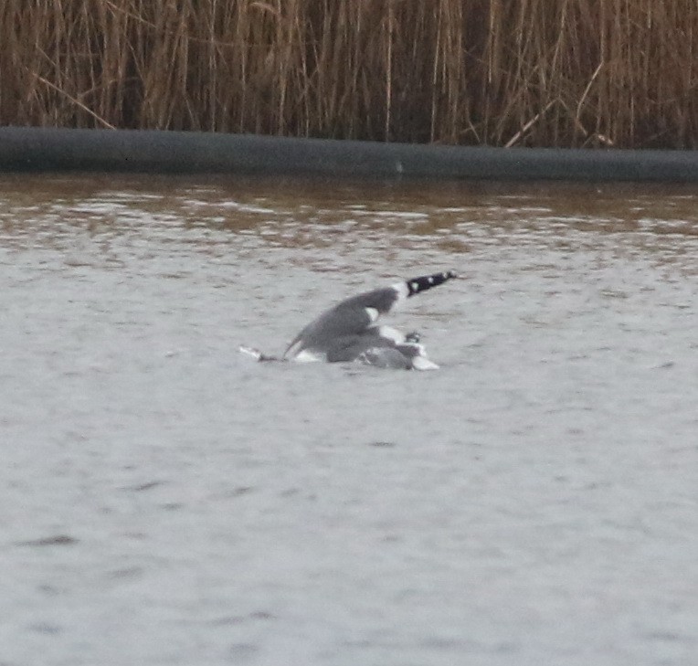 Zafferano - ML645829177