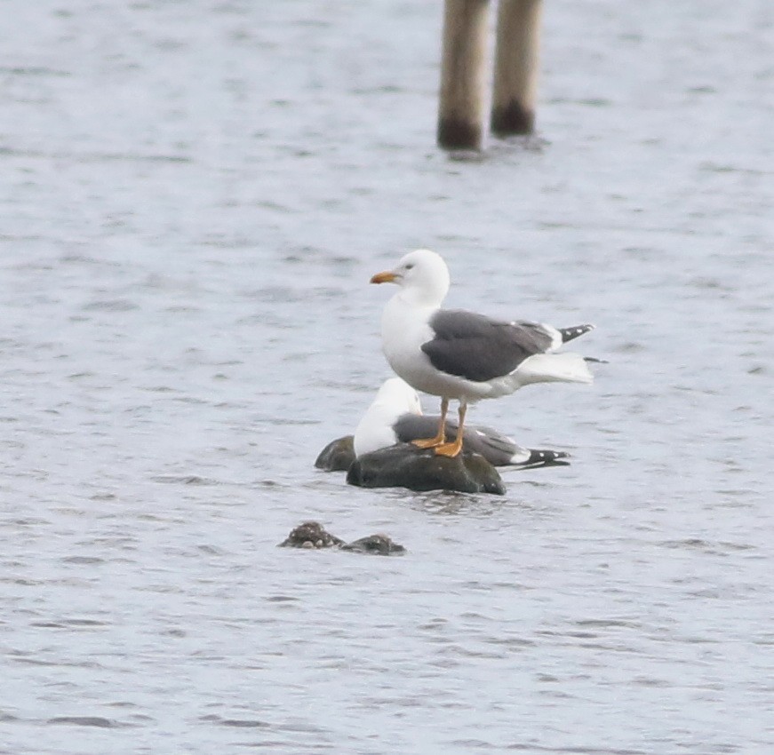 Zafferano - ML645829178