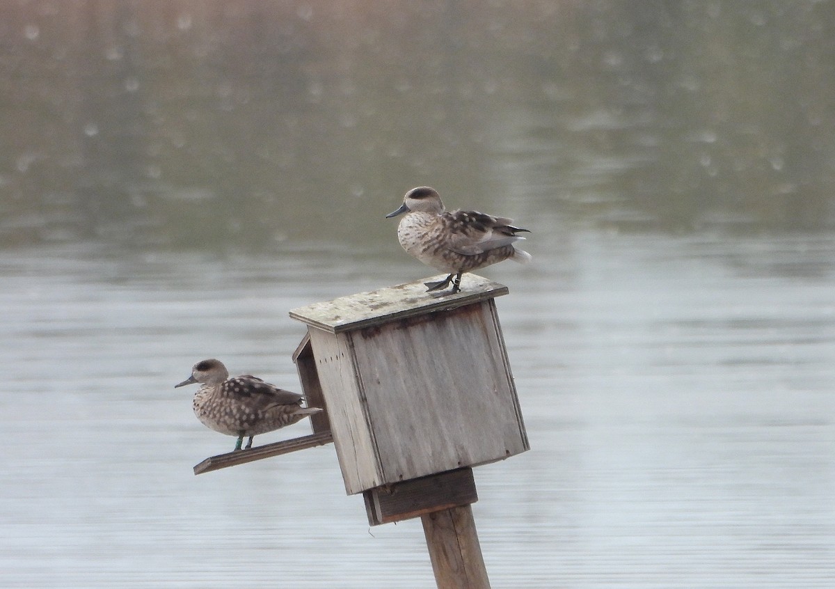 Marbled Duck - ML645829188