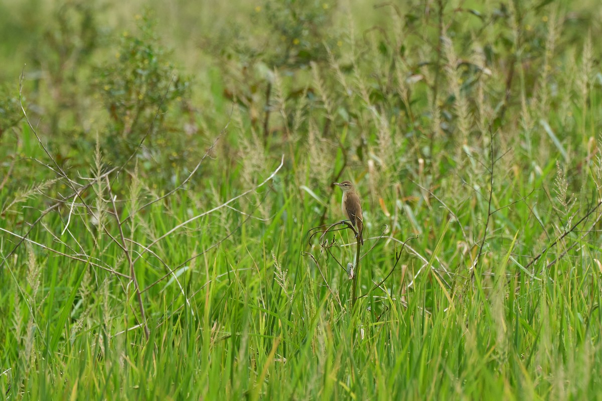 Oriental Reed Warbler - ML645829189