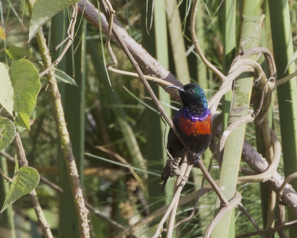 Red-chested Sunbird - ML645829190