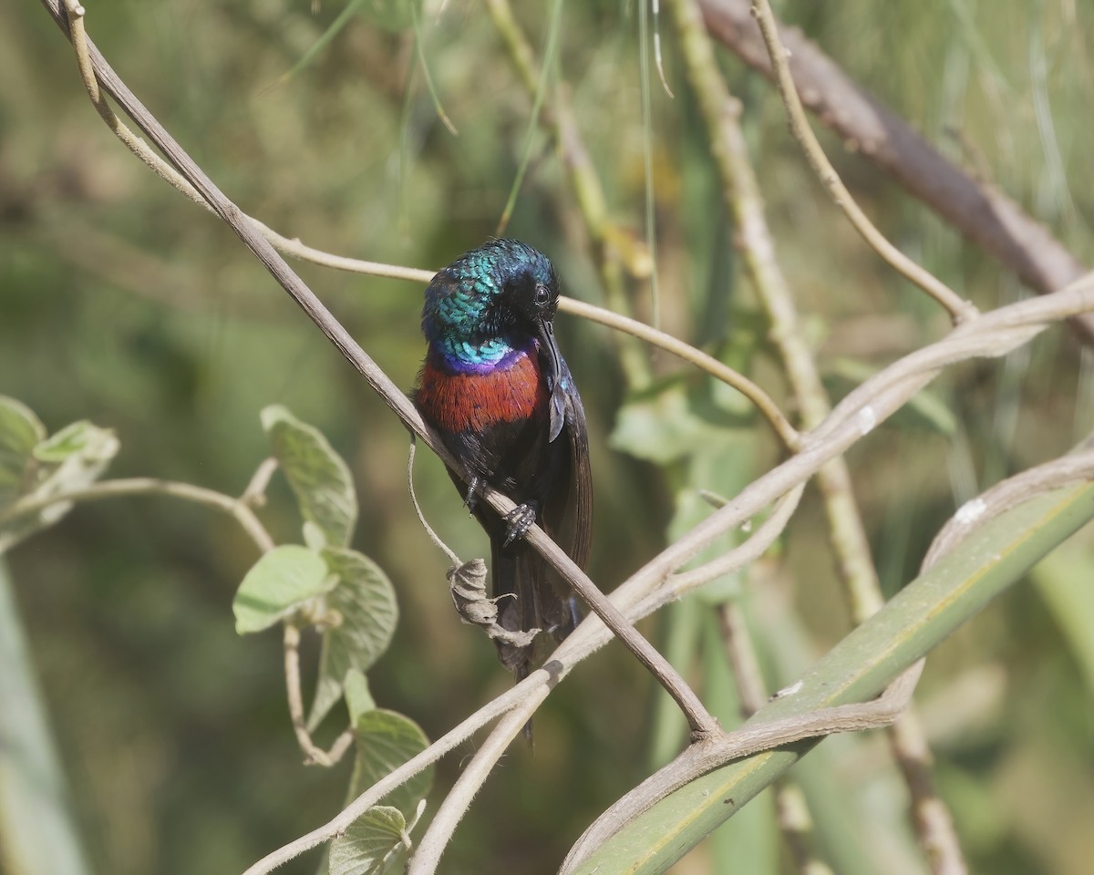 Red-chested Sunbird - ML645829191