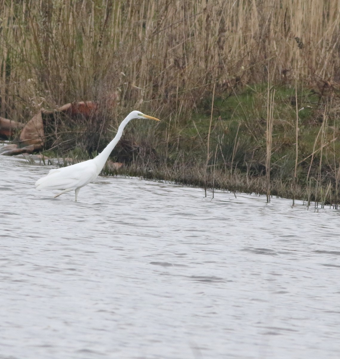 Great Egret - ML645829192