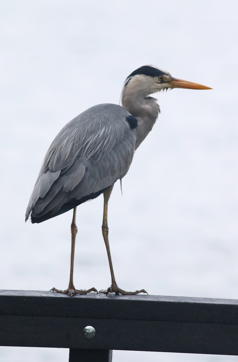 Gray Heron - ML645829193