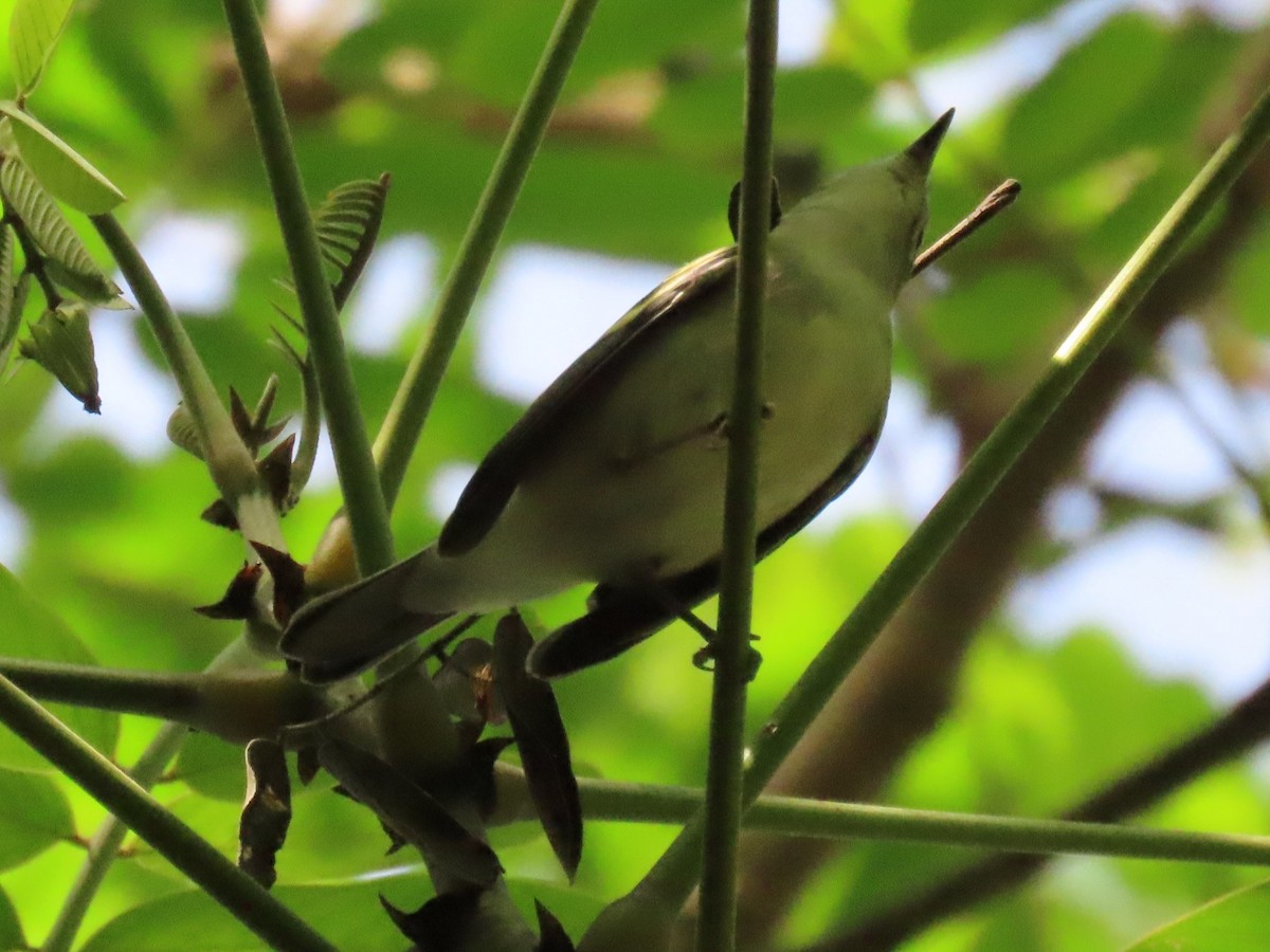 Tennessee Warbler - ML645829194