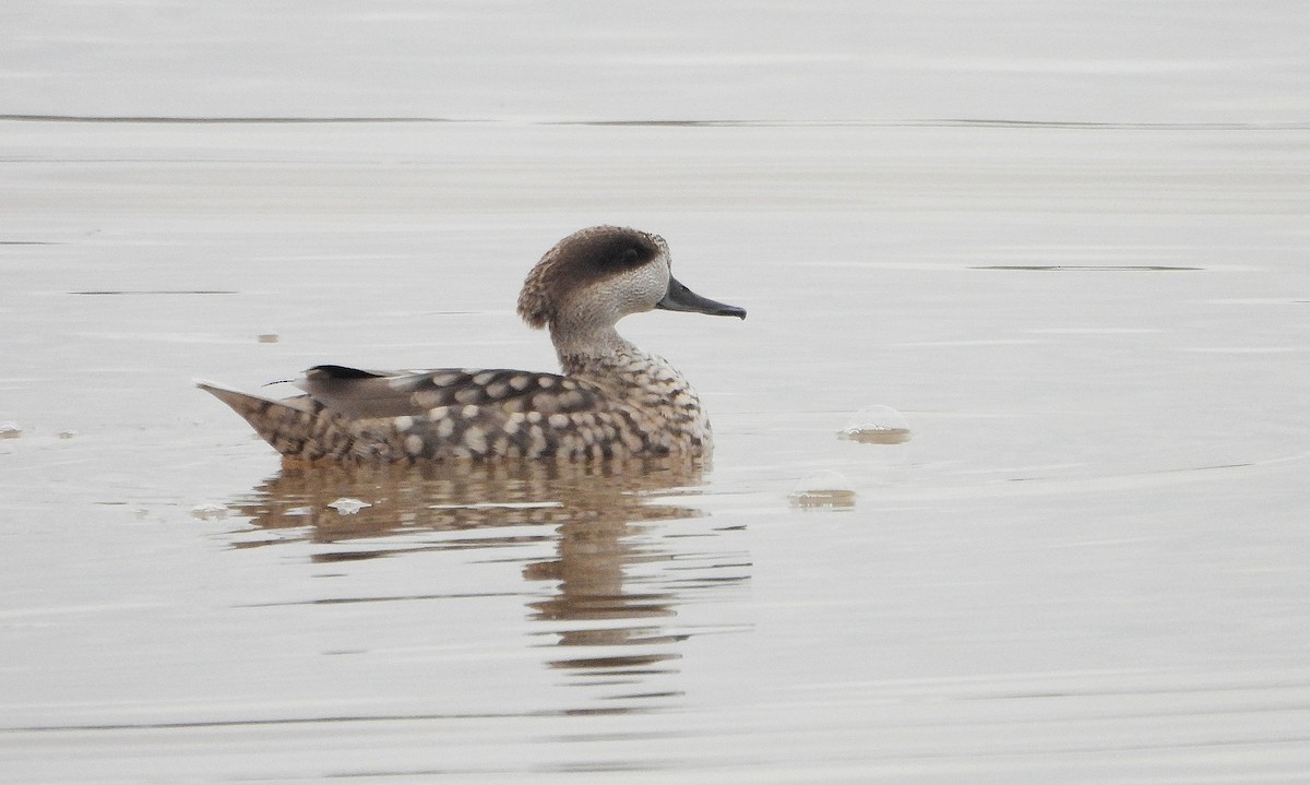 Marbled Duck - ML645829195