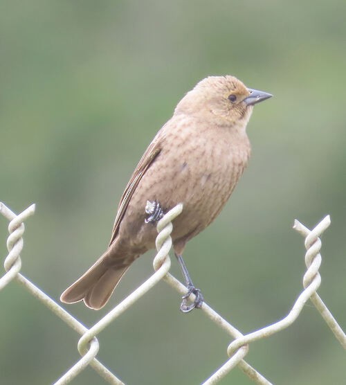 Brown-headed Cowbird - ML645829196