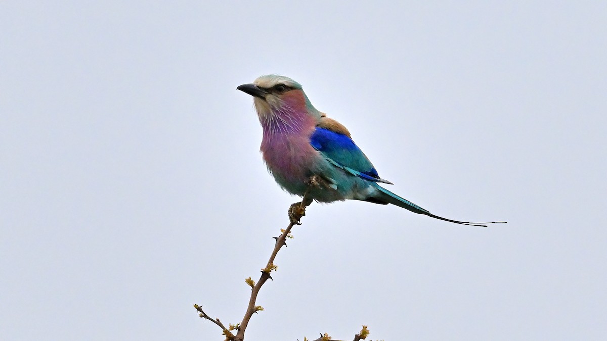 Lilac-breasted Roller - ML645829197