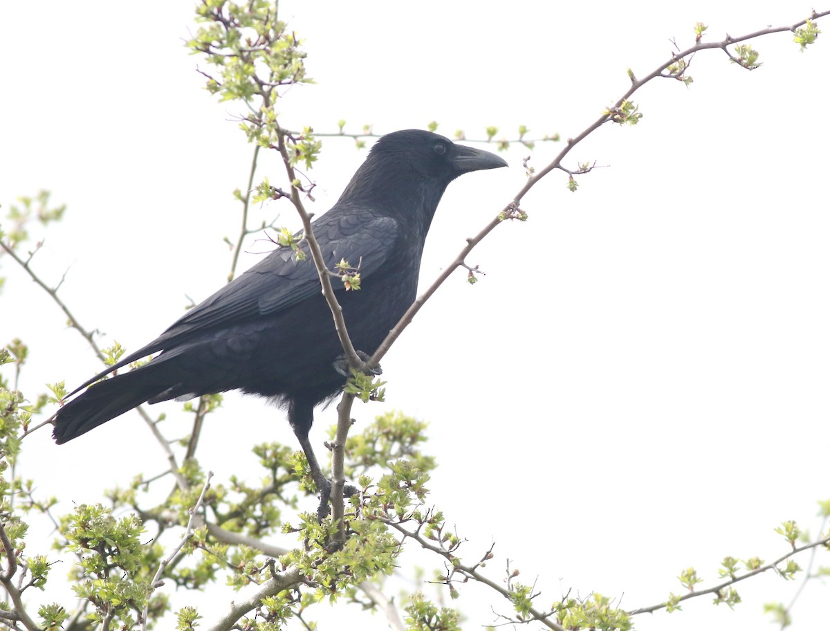 Carrion Crow - ML645829198