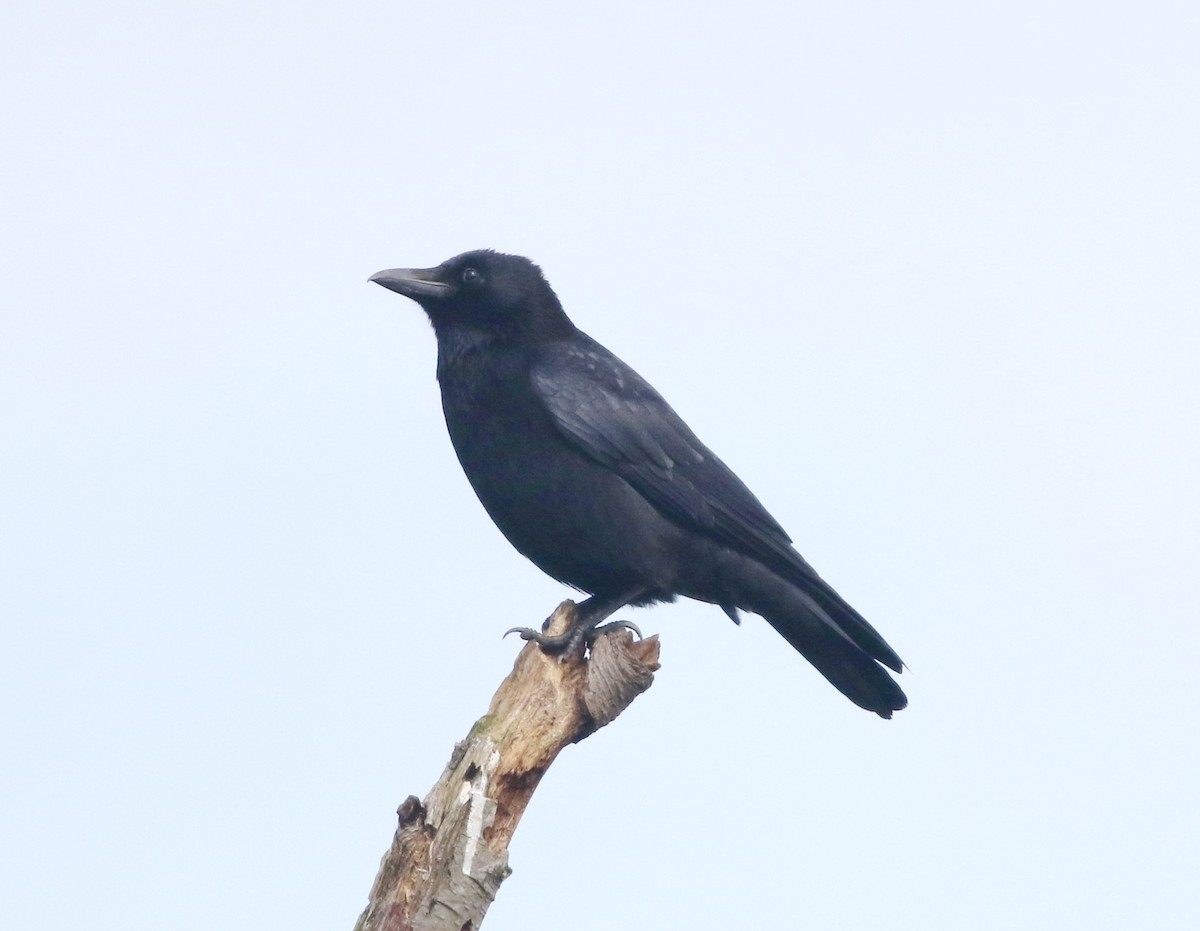 Carrion Crow - ML645829199