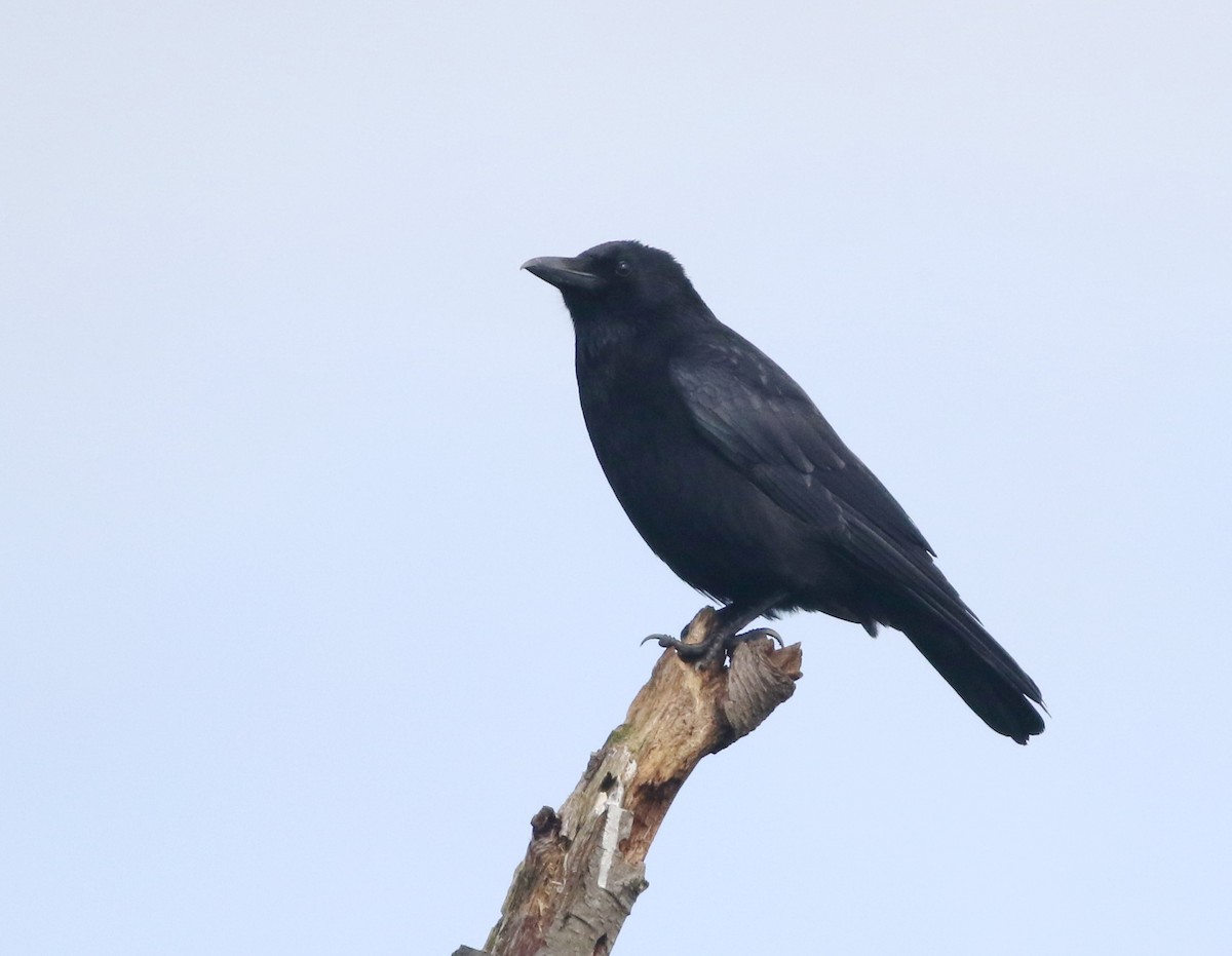 Carrion Crow - ML645829200