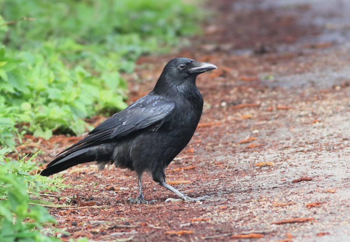 Carrion Crow - ML645829201