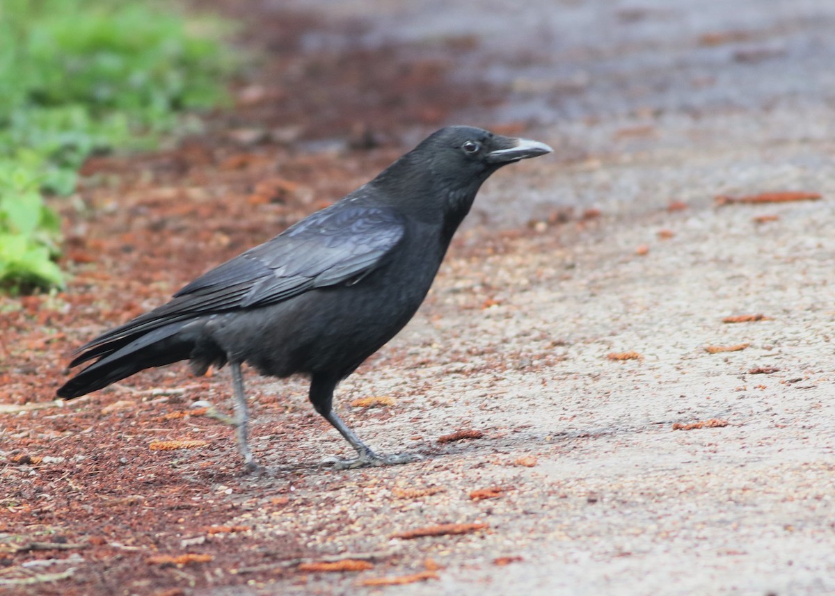 Carrion Crow - ML645829202