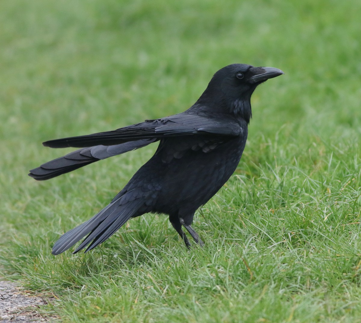 Carrion Crow - ML645829203