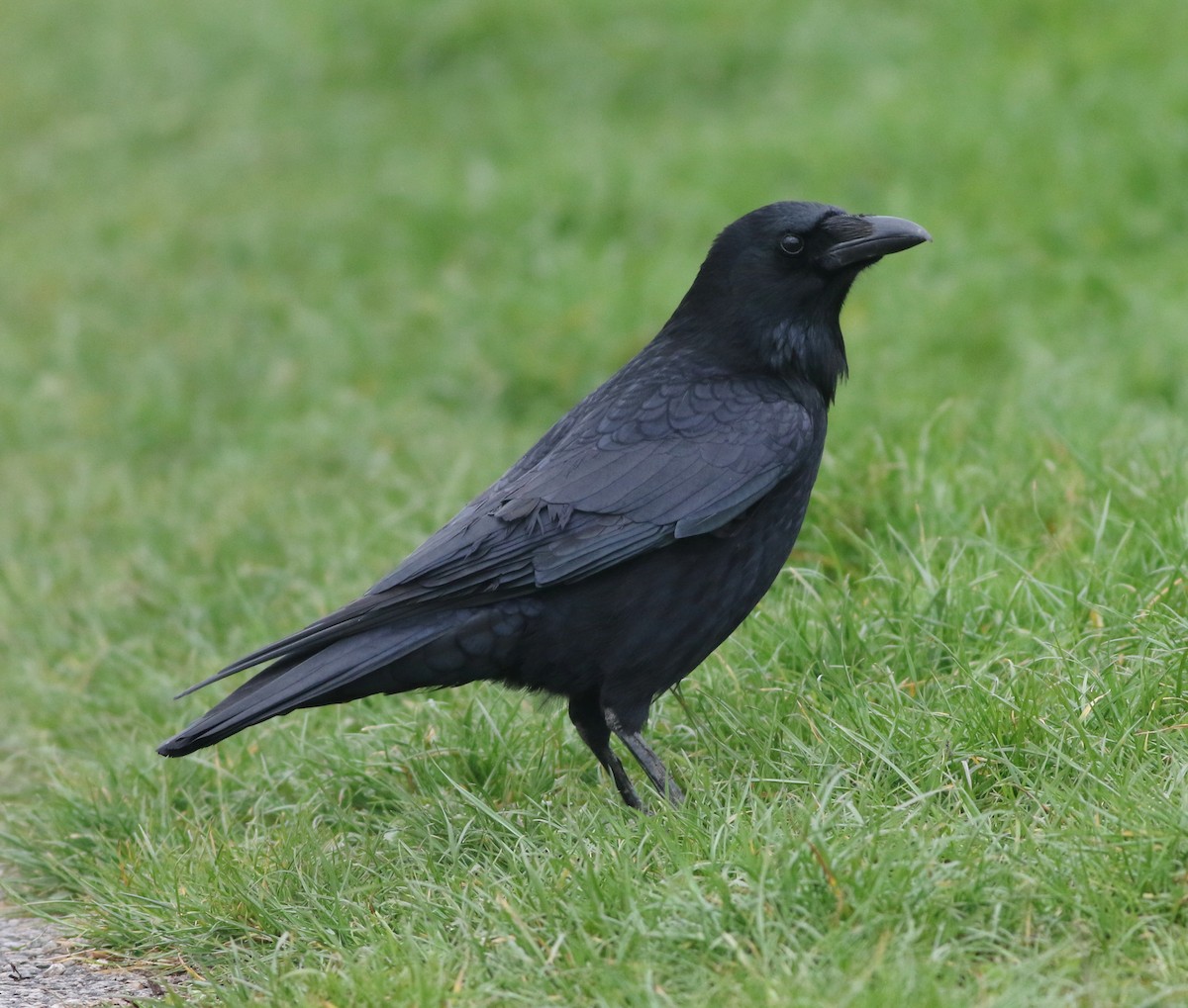 Carrion Crow - ML645829204