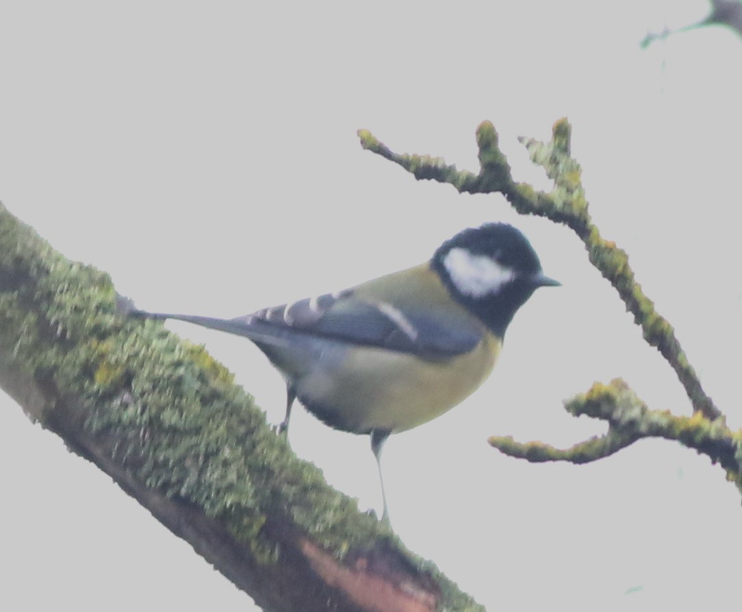 Great Tit - ML645829206