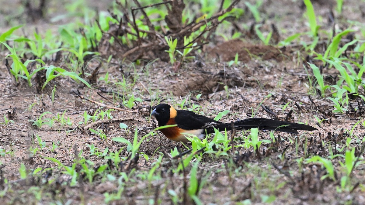 Eastern Paradise-Whydah - ML645829207