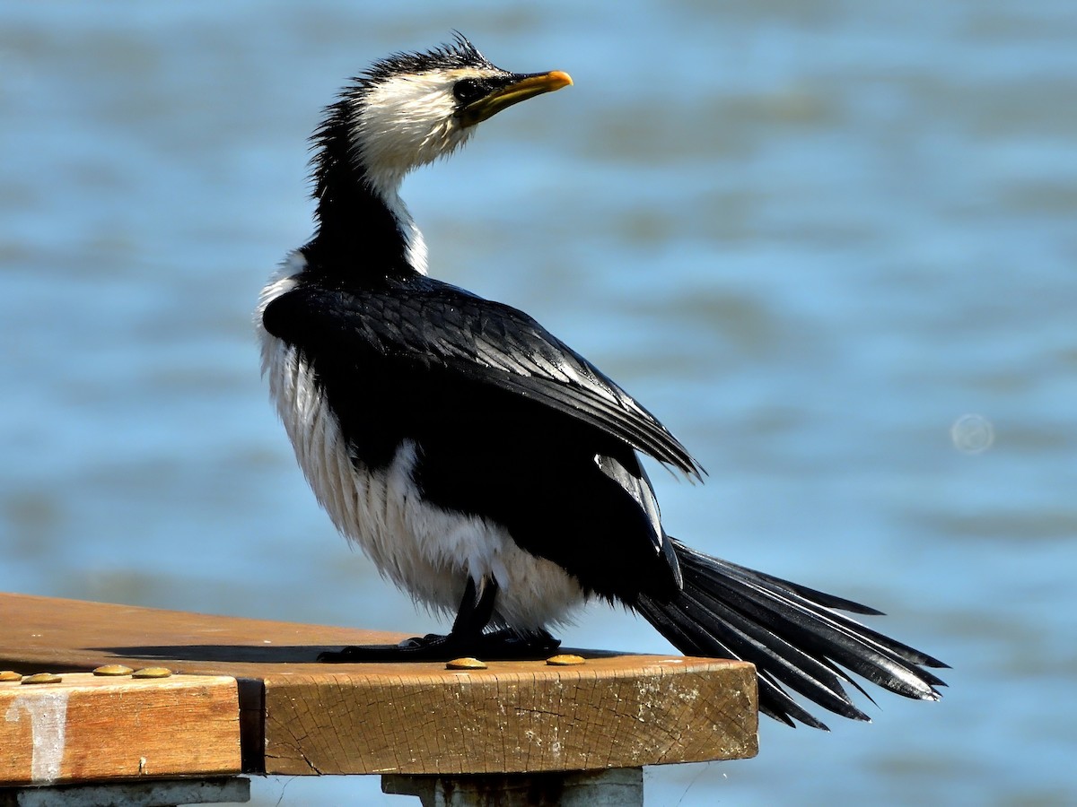 Little Pied Cormorant - ML645829211