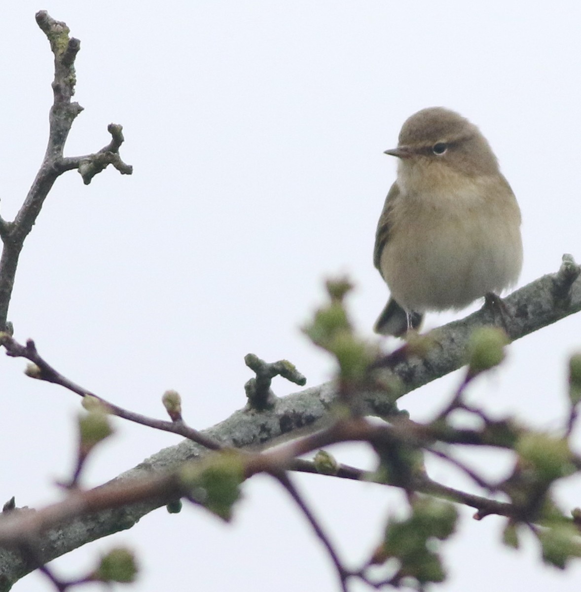Common Chiffchaff - ML645829214