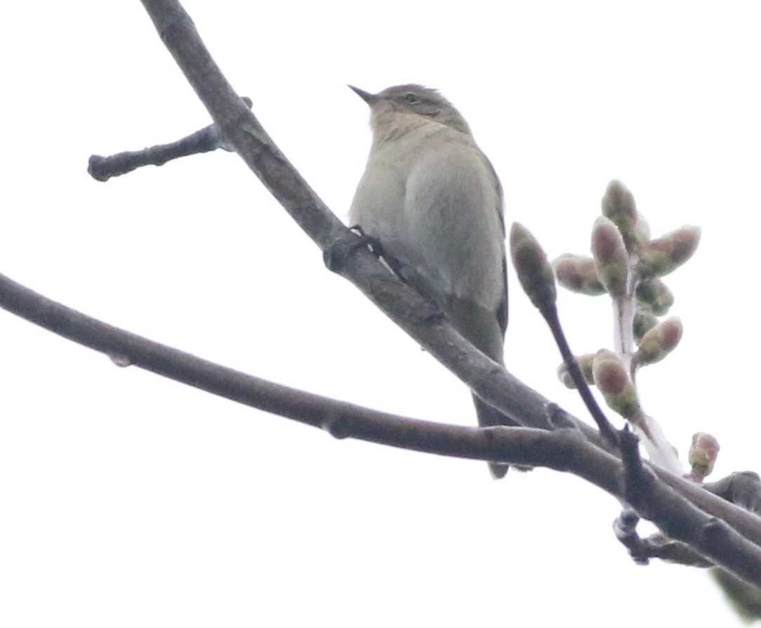 Common Chiffchaff - ML645829215