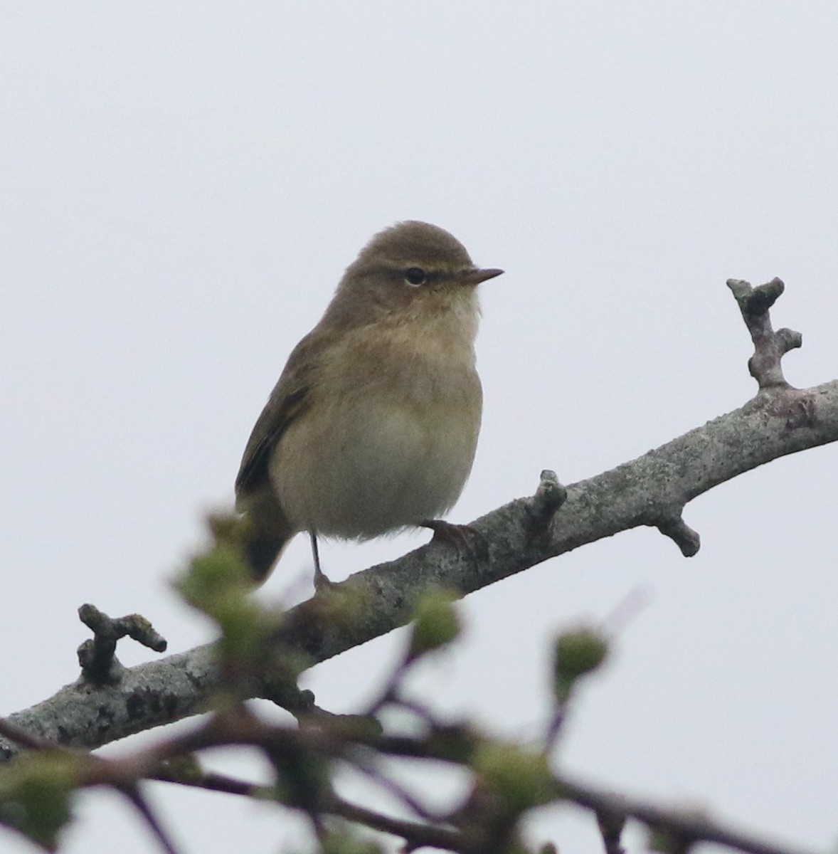 Common Chiffchaff - ML645829216