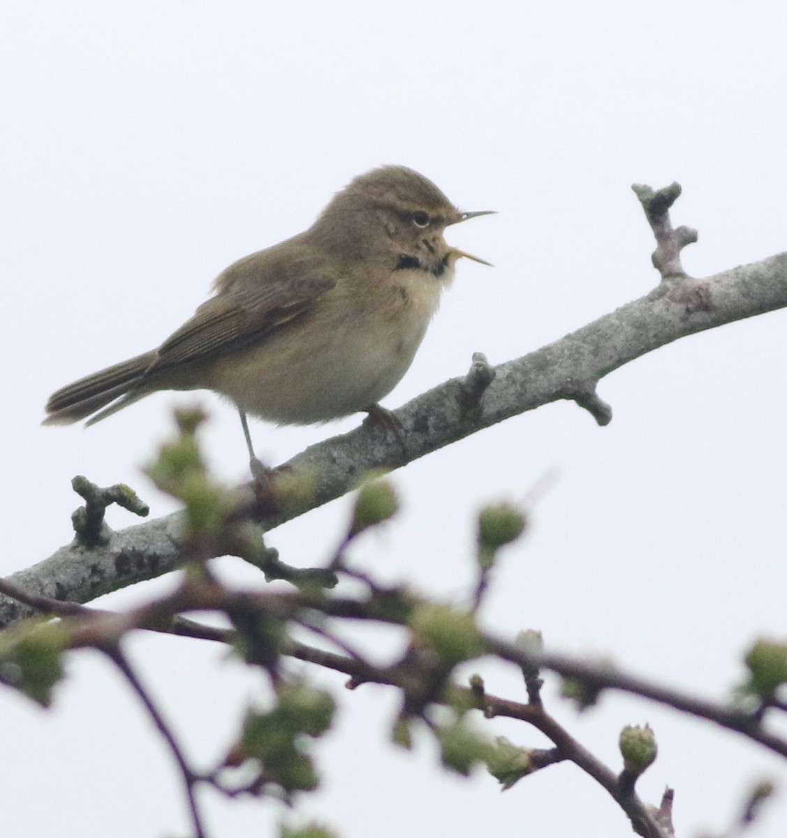 Common Chiffchaff - ML645829217
