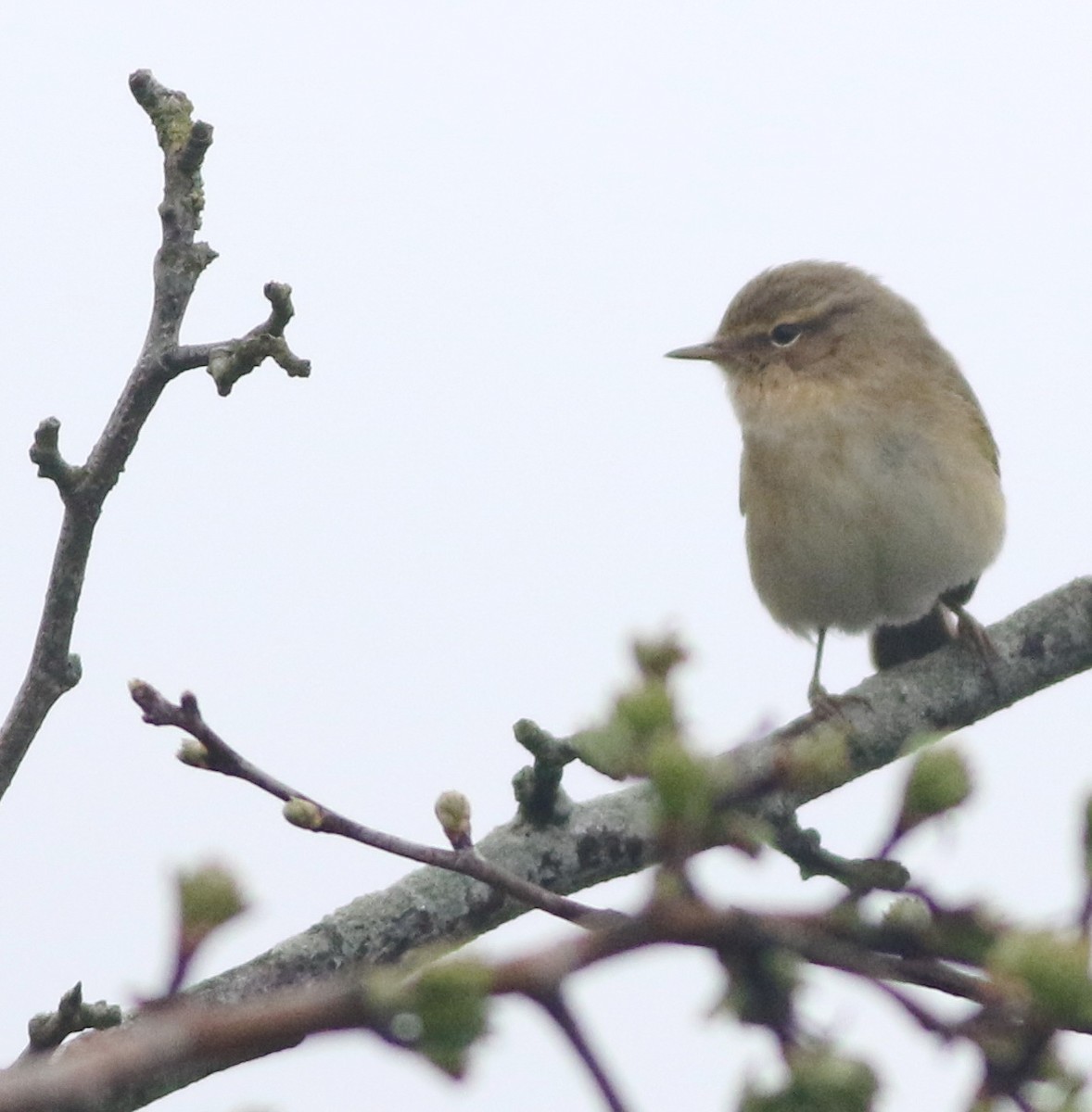 Common Chiffchaff - ML645829218