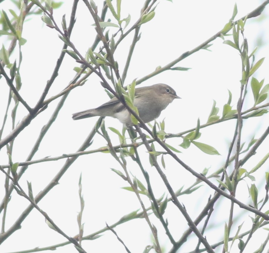 Common Chiffchaff - ML645829220