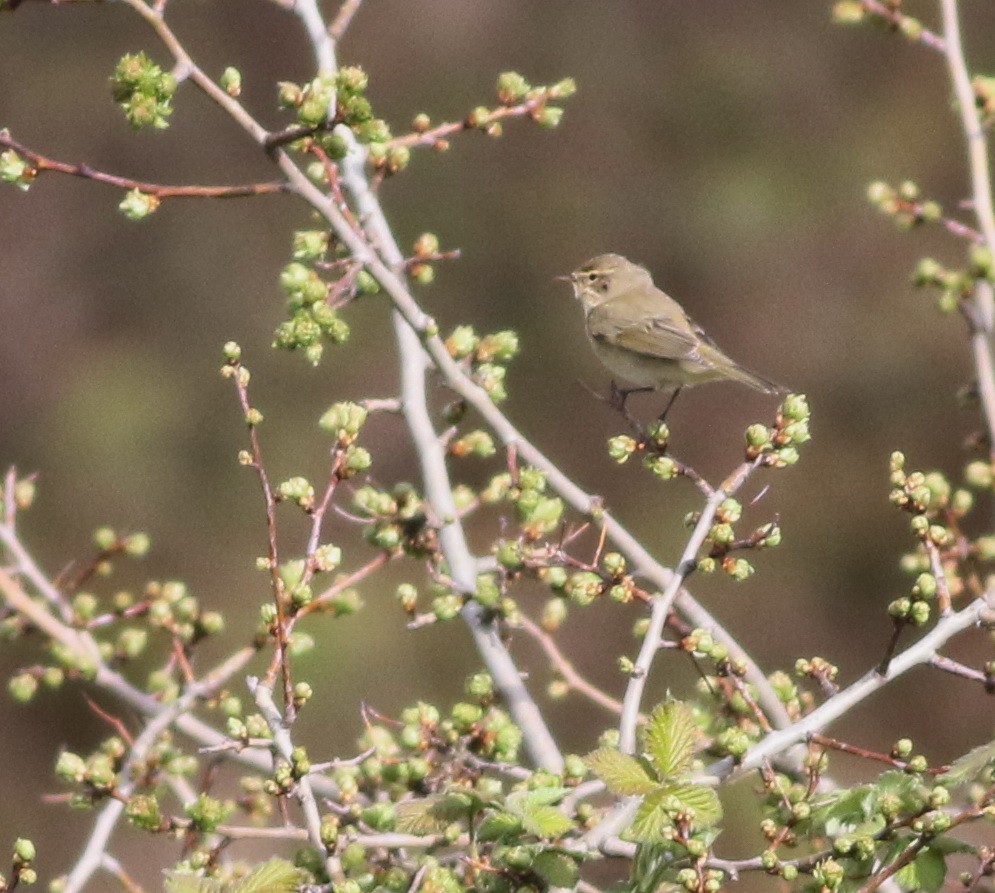 Common Chiffchaff - ML645829221