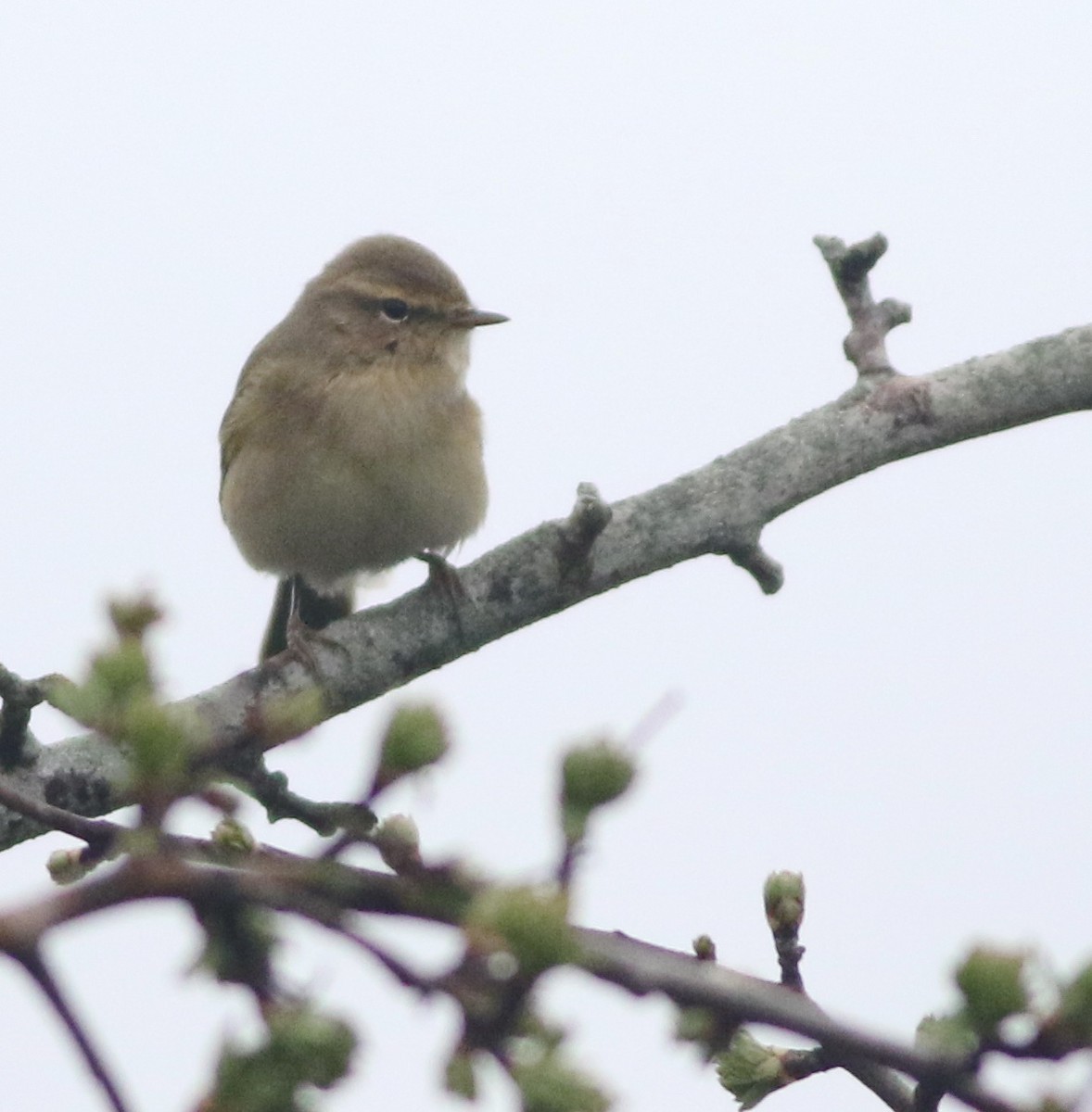 Common Chiffchaff - ML645829222