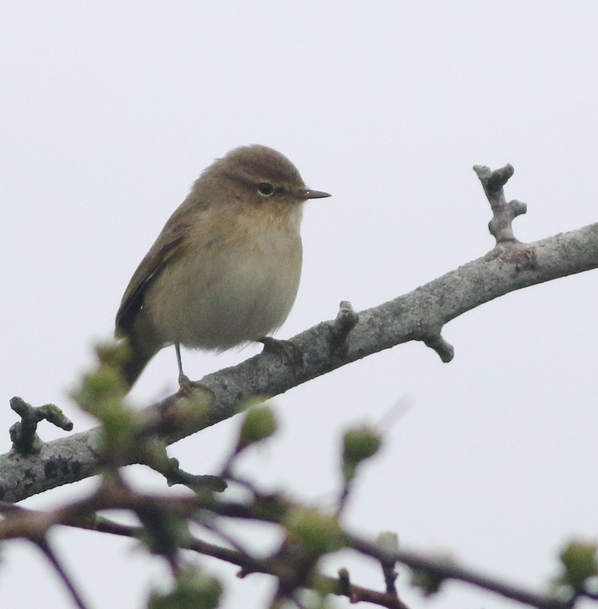 Common Chiffchaff - ML645829223