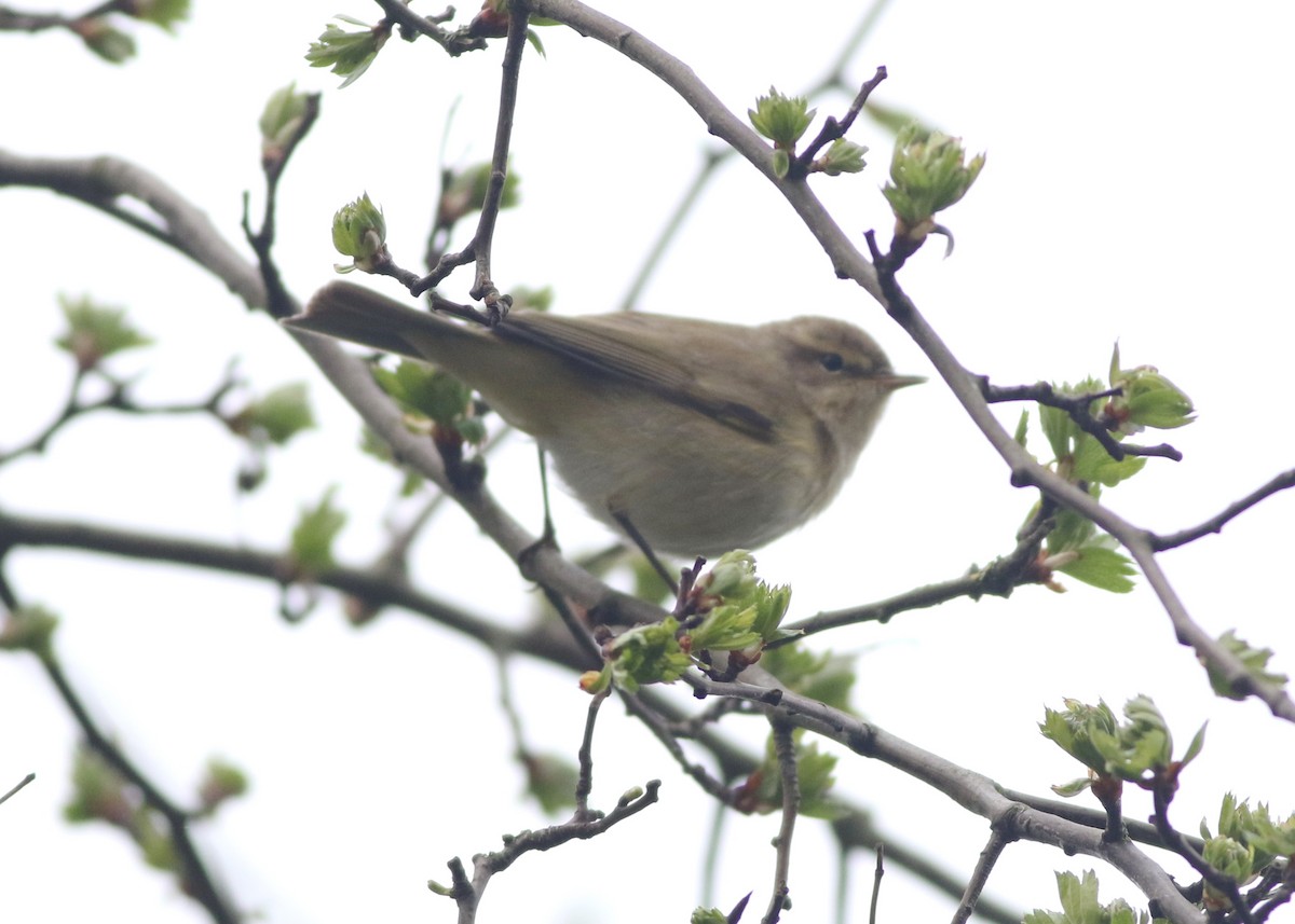 Common Chiffchaff - ML645829225