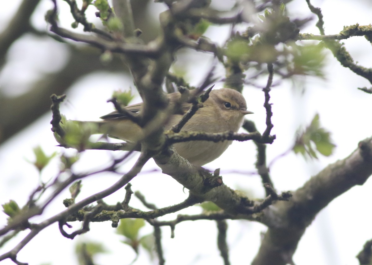 Common Chiffchaff - ML645829226