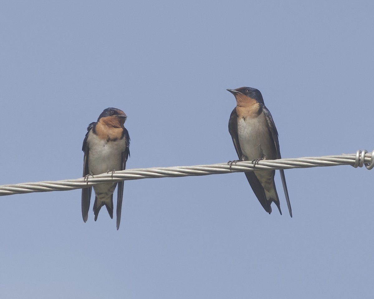 Angola Swallow - ML645829227