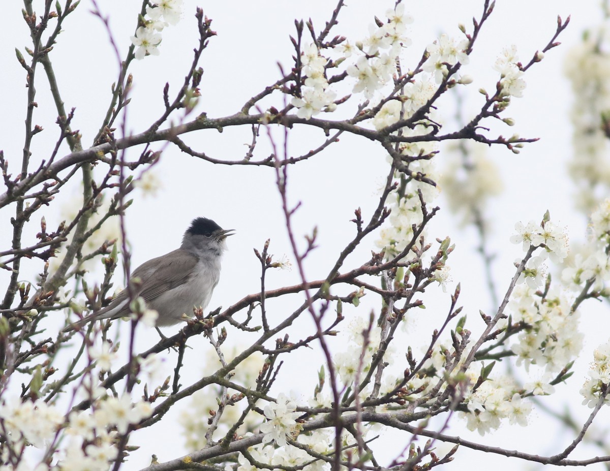 Eurasian Blackcap - ML645829228