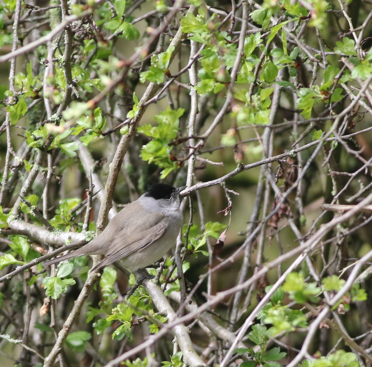 Eurasian Blackcap - ML645829229