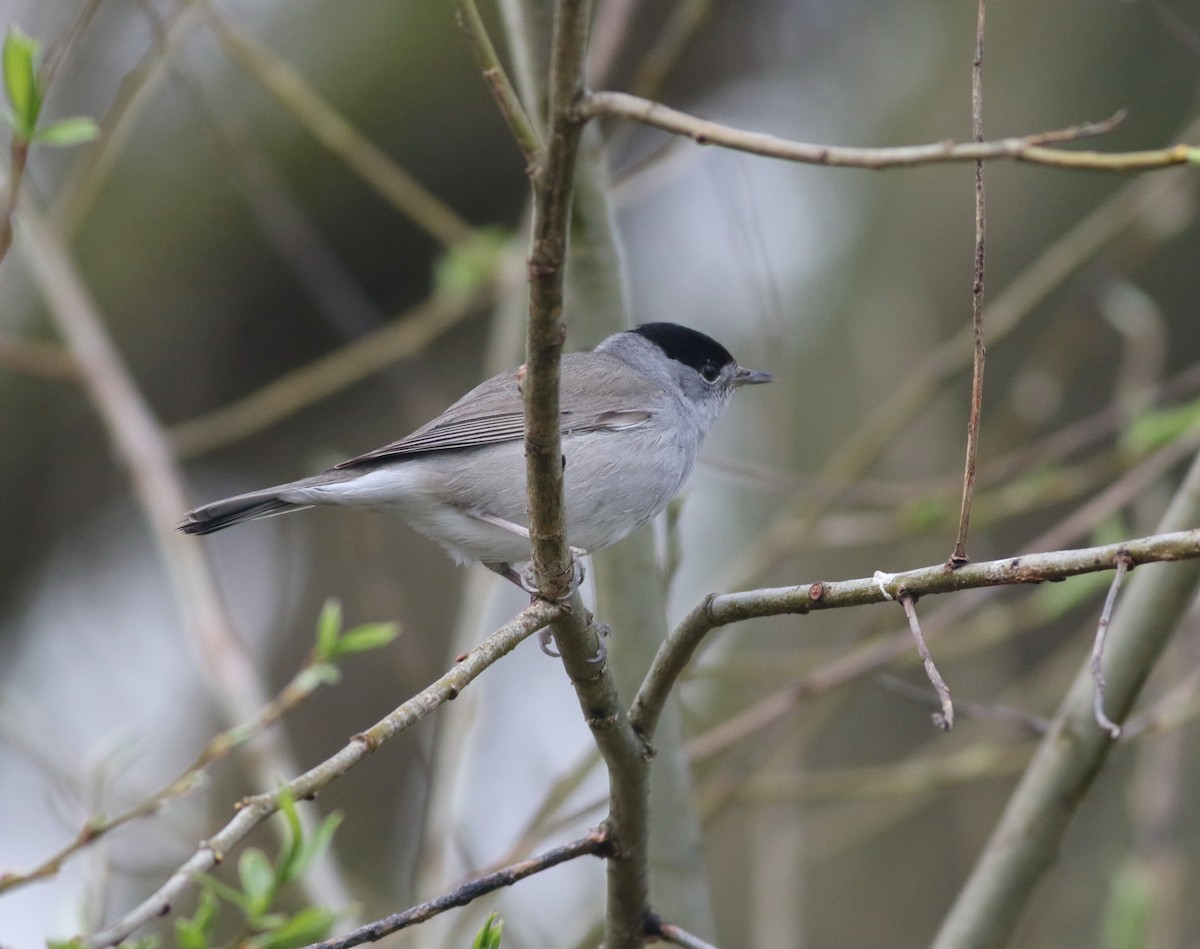 Eurasian Blackcap - ML645829230