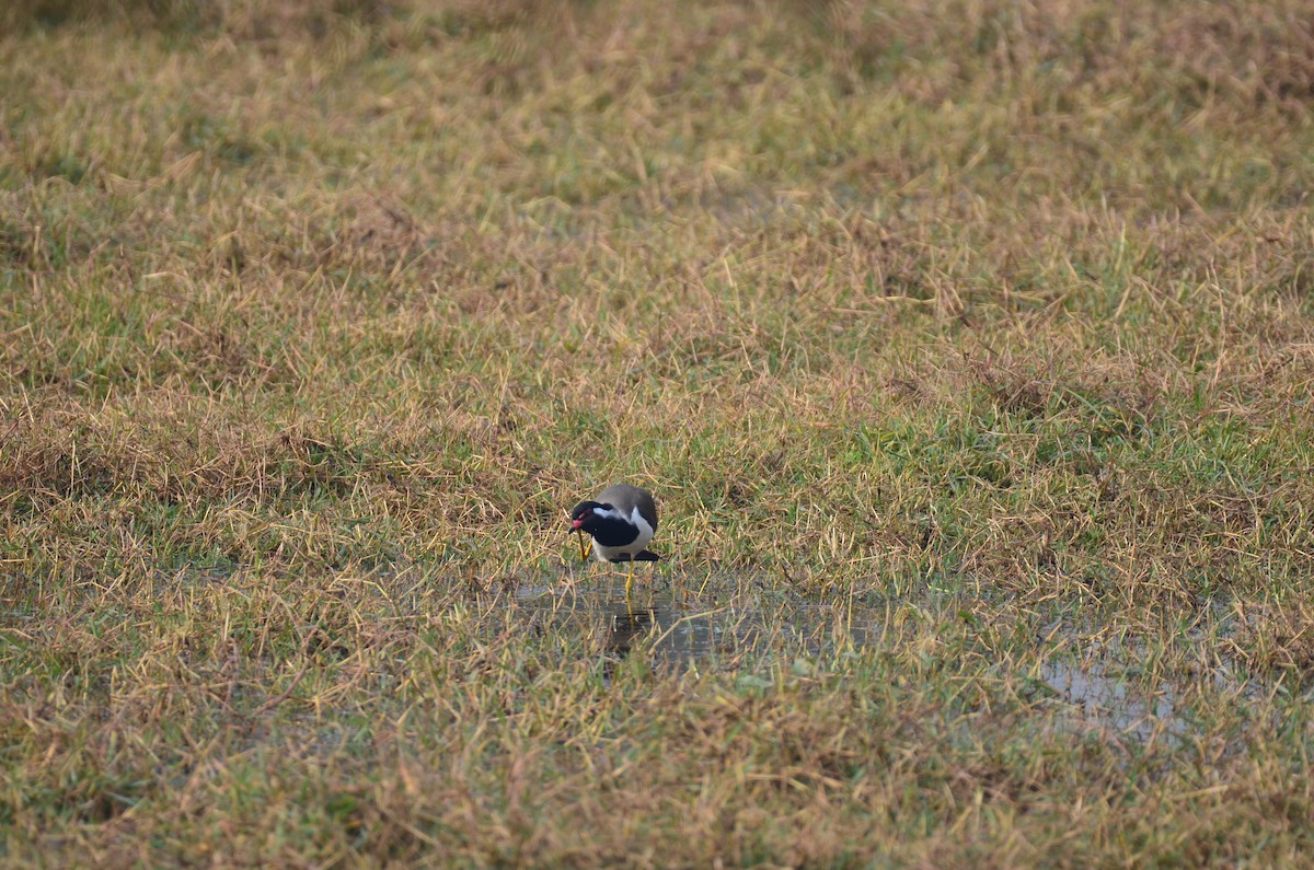 Red-wattled Lapwing - ML645829232