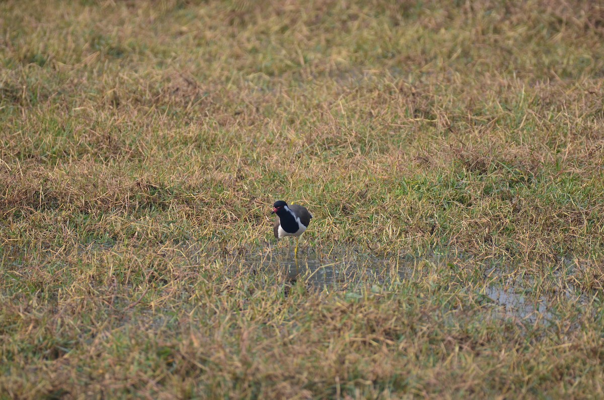 Red-wattled Lapwing - ML645829233