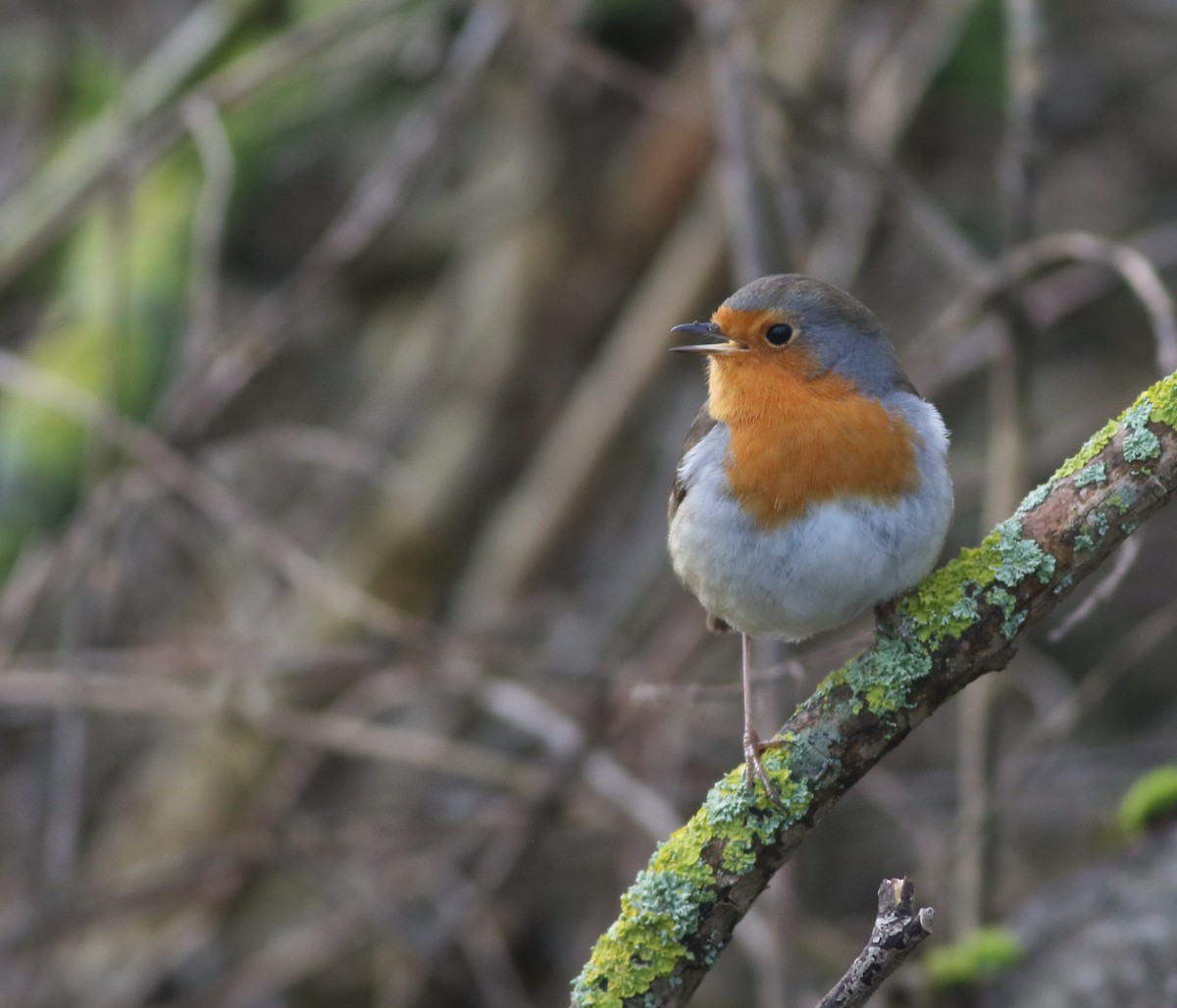 European Robin - ML645829234