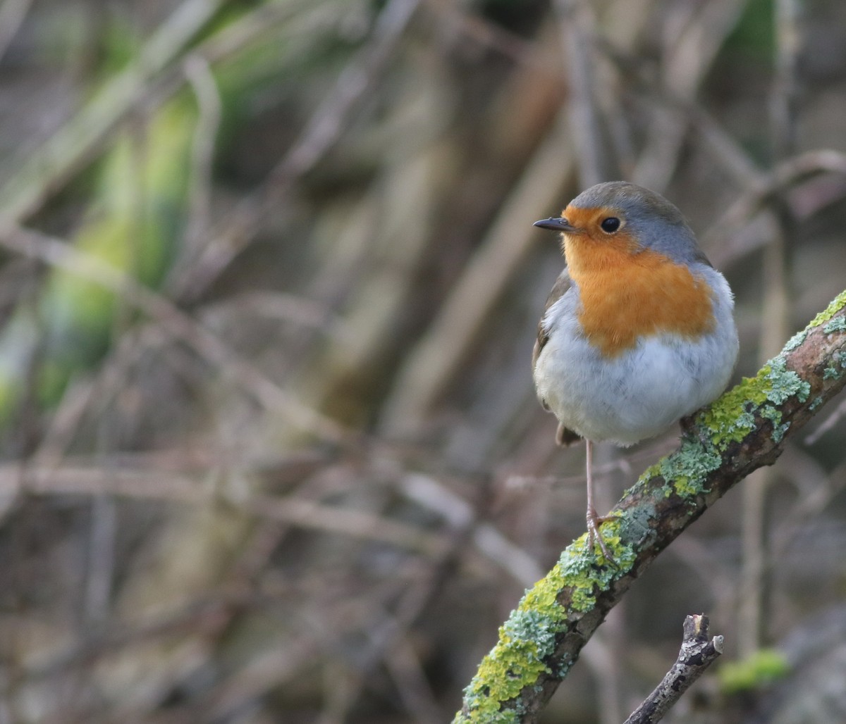 European Robin - ML645829235