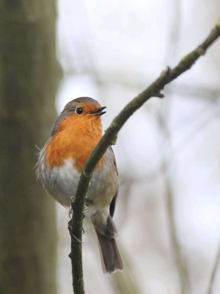 European Robin - ML645829236