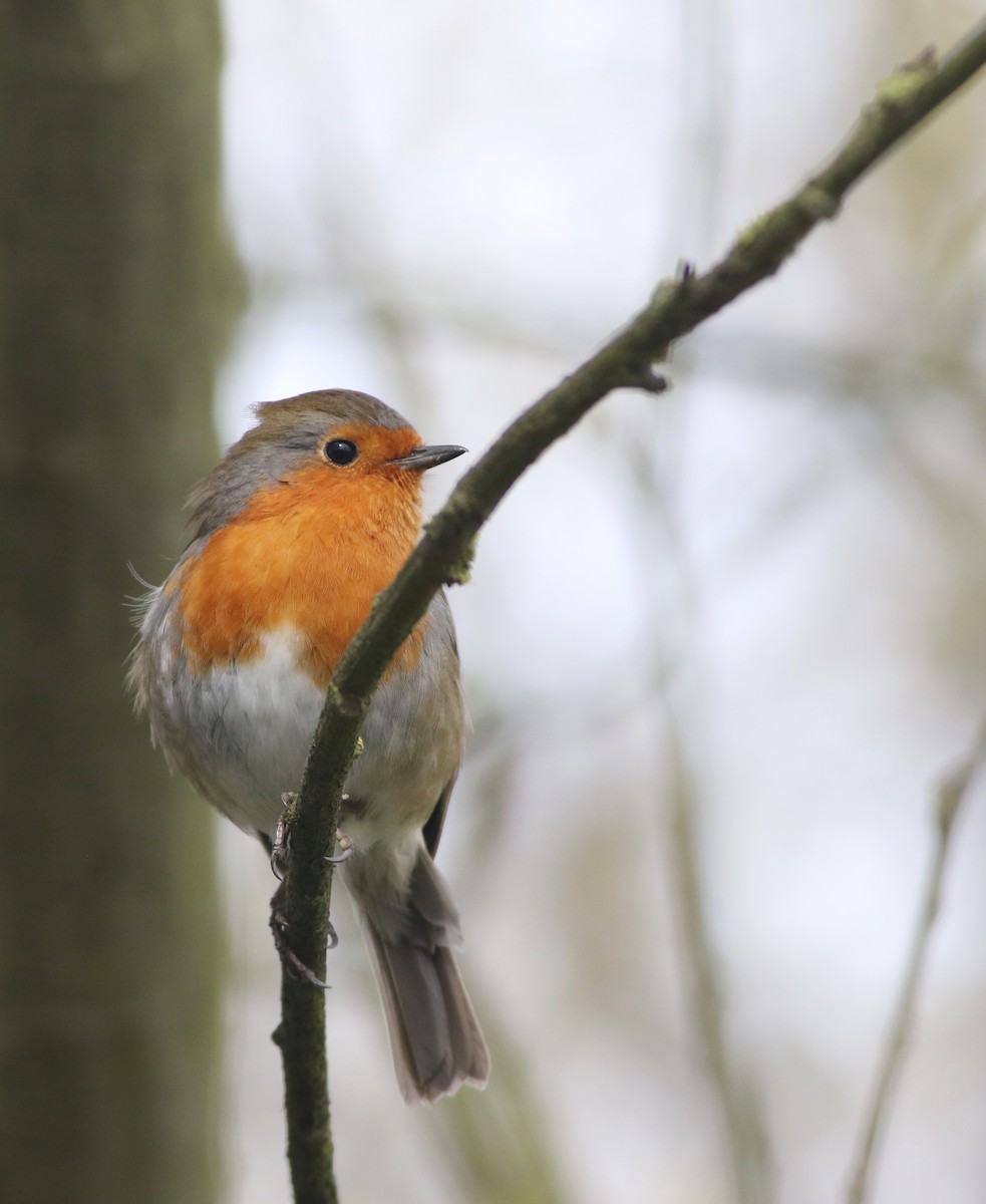 European Robin - ML645829237